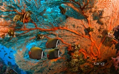 Butterflyfish1920x12003-30-2011 5_16_01 PM Bing Desktop